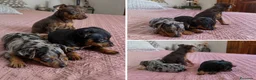 Pinscher Miniatura perros en venta: PINSCHER MINIATURA - GRANADA - ENTREGA  - Anuncio 1