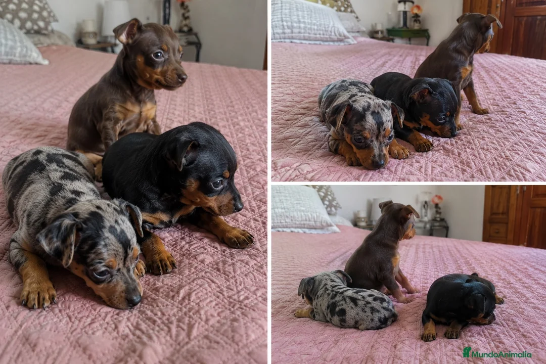 Pinscher Miniatura perros en venta: PINSCHER MINIATURA - GRANADA - ENTREGA  - Anuncio 1