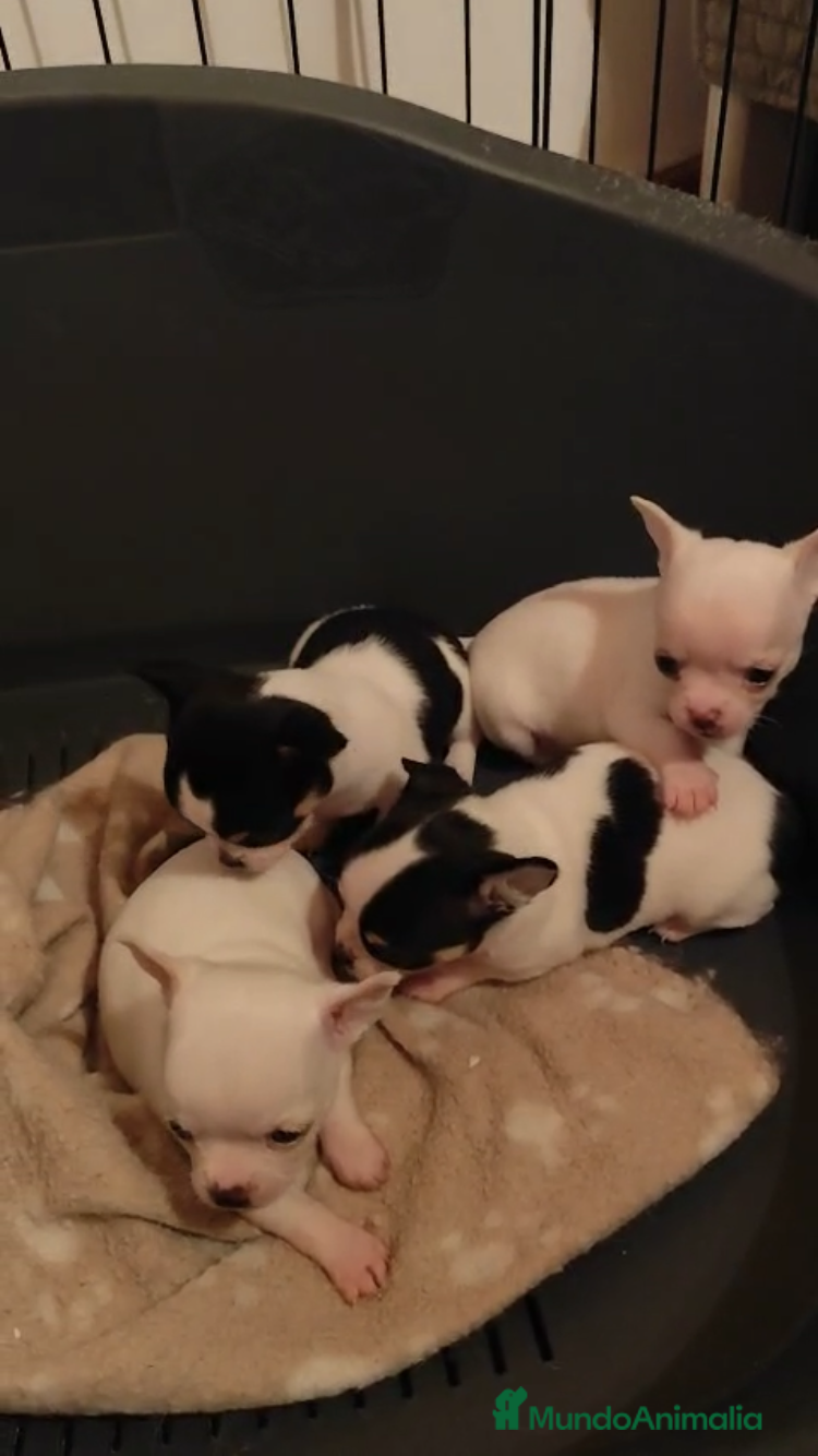 Chihuahua perros IMPRESIONANTES CHIHUAHUAS MINI TOYS  - Anuncio 9