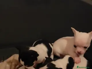 Chihuahua perros IMPRESIONANTES CHIHUAHUAS MINI TOYS - Anuncio 16