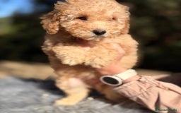 Caniche Enano perros en venta: Caniche enano Apricot  - Anuncio 4