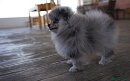 Pomerania perros en venta: 🌌 Prodigy – Pomerania Merlé en miniatura 🐾 - Imagen 6