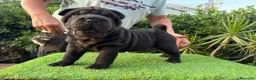 Shar Pei perros en venta: BEBES SHAR PEI HIJOS DE CAMPEONES - Anuncio 1