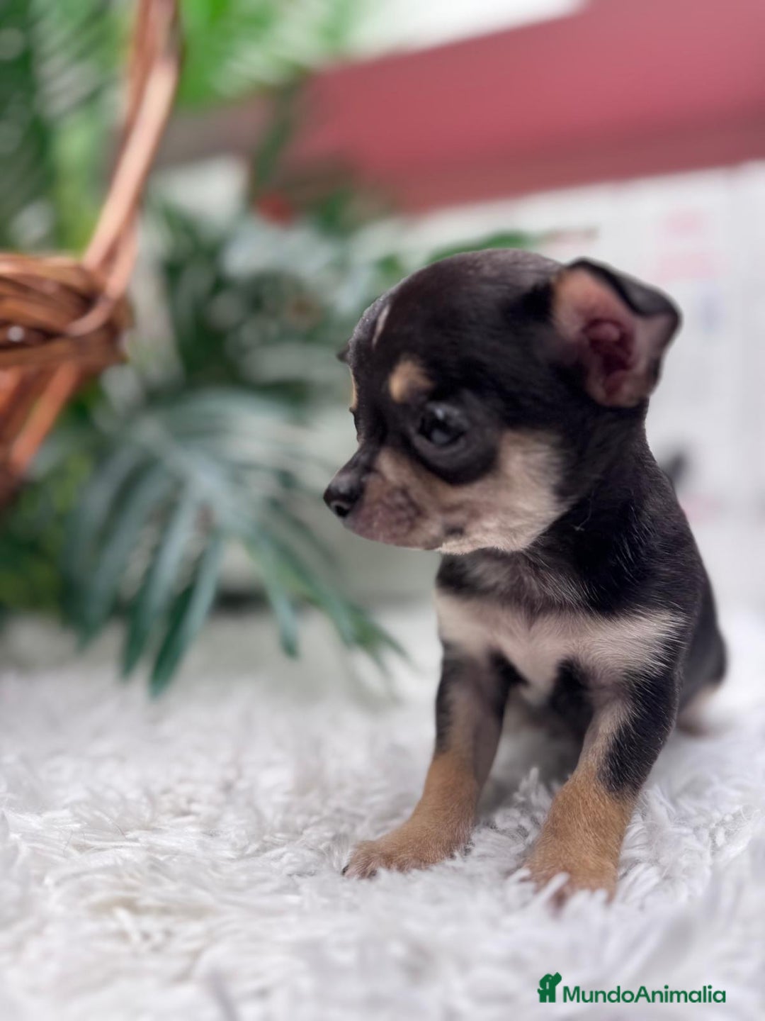 Chihuahua perros en venta: CHIHUAHUA MACHO - Anuncio 9