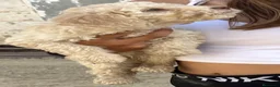 Perro de Agua Español perros en venta: Ultimos cachorritos de agua - Anuncio 4