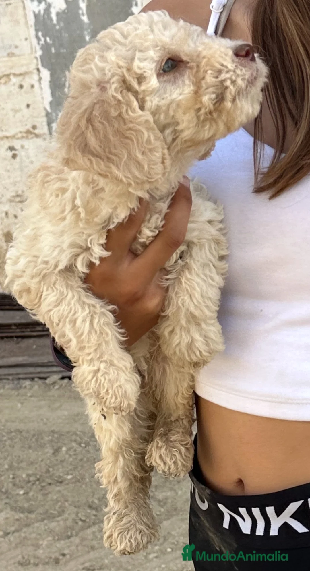 Perro de Agua Español perros en venta: Ultimos cachorritos de agua - Anuncio 4