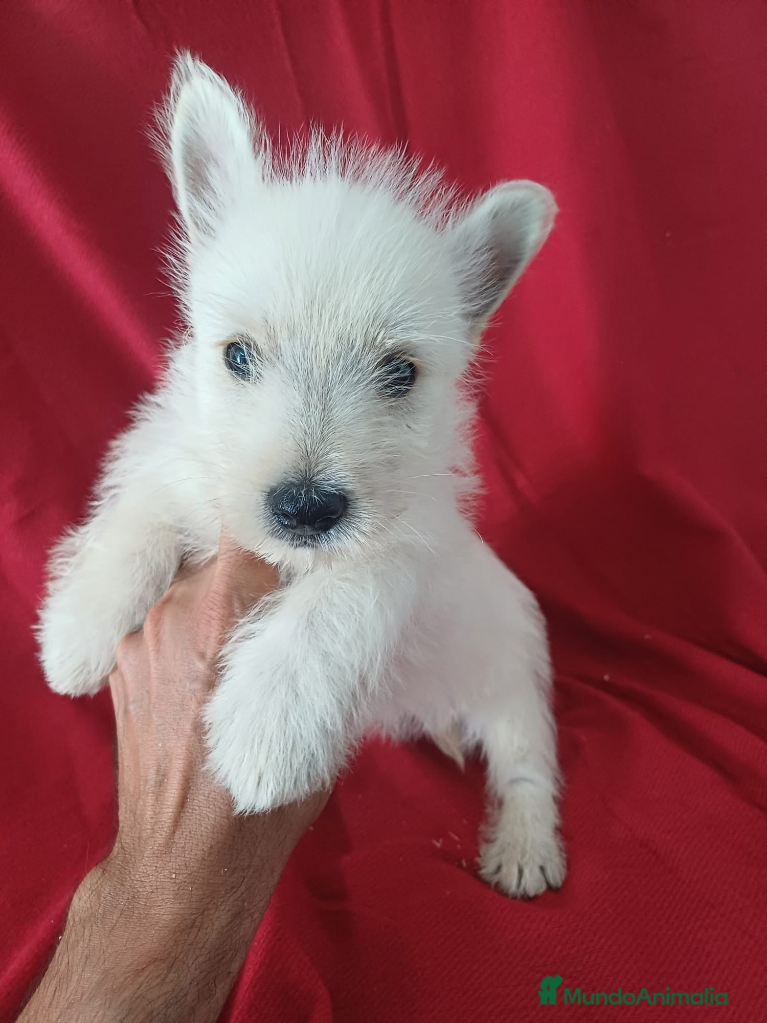 West Highland White Terrier perros Westy  - Anuncio 4