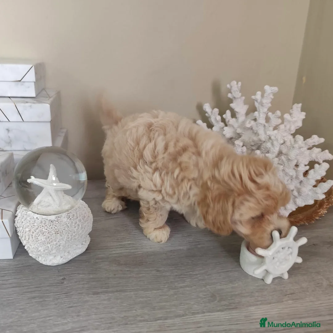 Maltipoo perros en venta: Maltipoo  - Anuncio 4