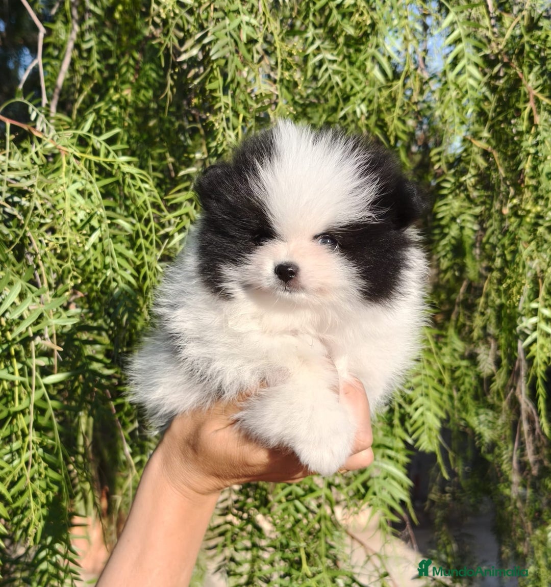 Pomerania perros en venta: Pomerania Blanco y Negro línea rusa  - Imagen 3