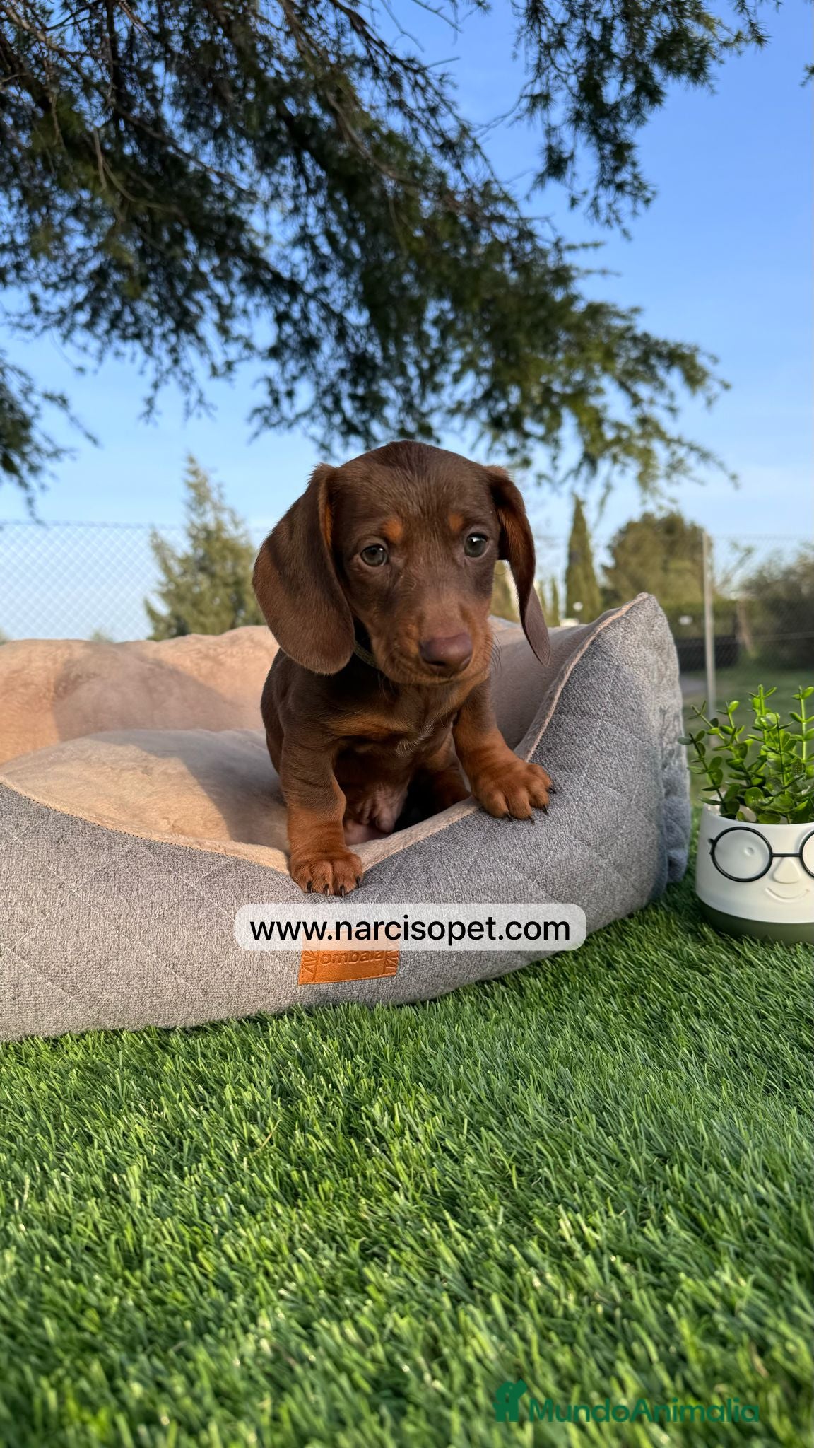 Teckel Miniatura perros INCREIBLES TECKEL KANINCHEN - Anuncio 7