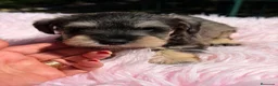Schnauzer Miniatura perros en venta: SCHNAUZER MINIATURA SAL Y PIMIENTA  - Anuncio 4