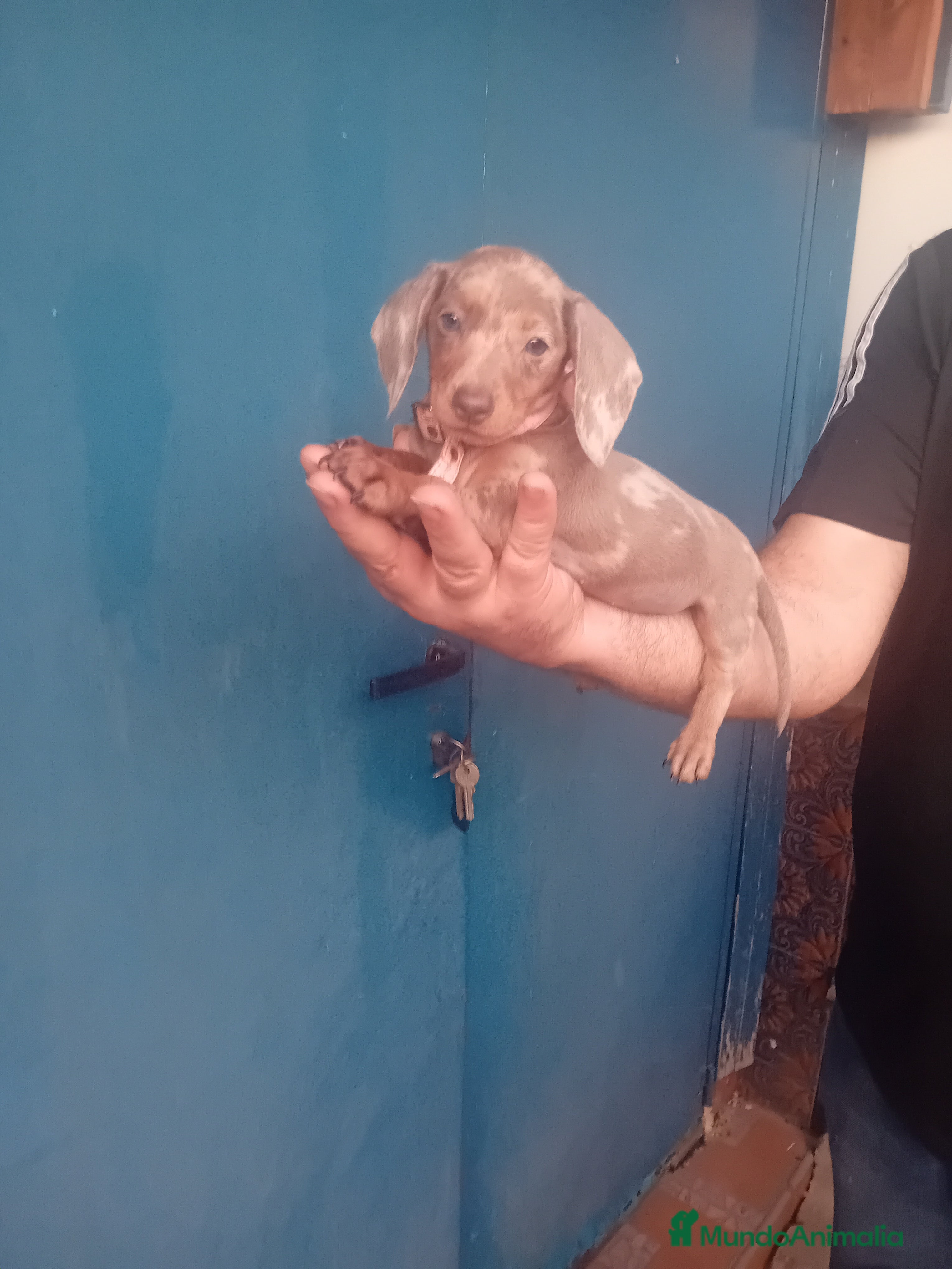 Teckel Miniatura perros ‼️‼️hembritas cachorras de teckel  kaninchen - Anuncio 8