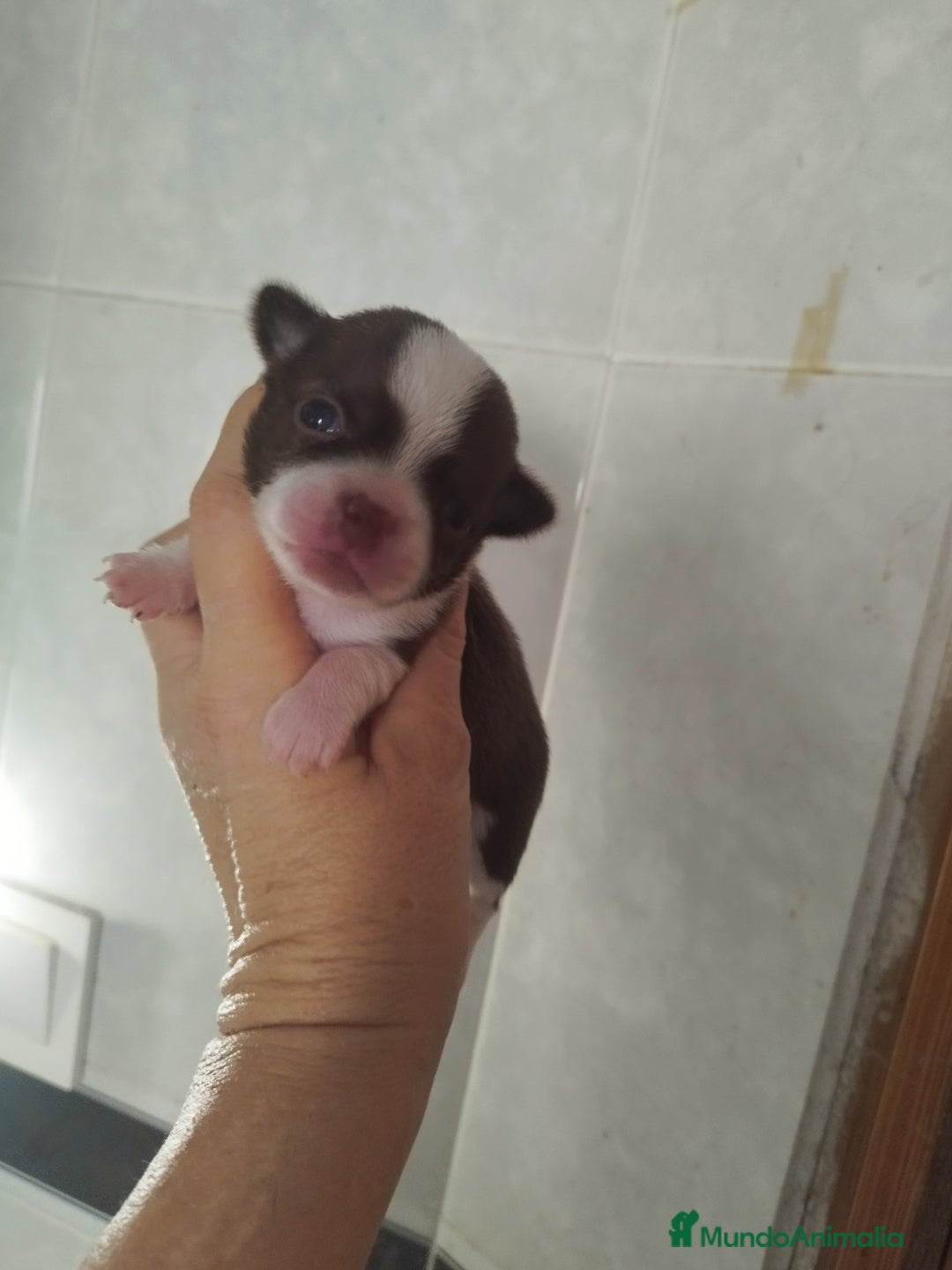 Chihuahua perros en venta: CHIHUAHUA TOY MACHO CALIDAD - Imagen 6