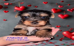 Yorkshire Terrier perros en venta: Yorkshire  - Imagen 7