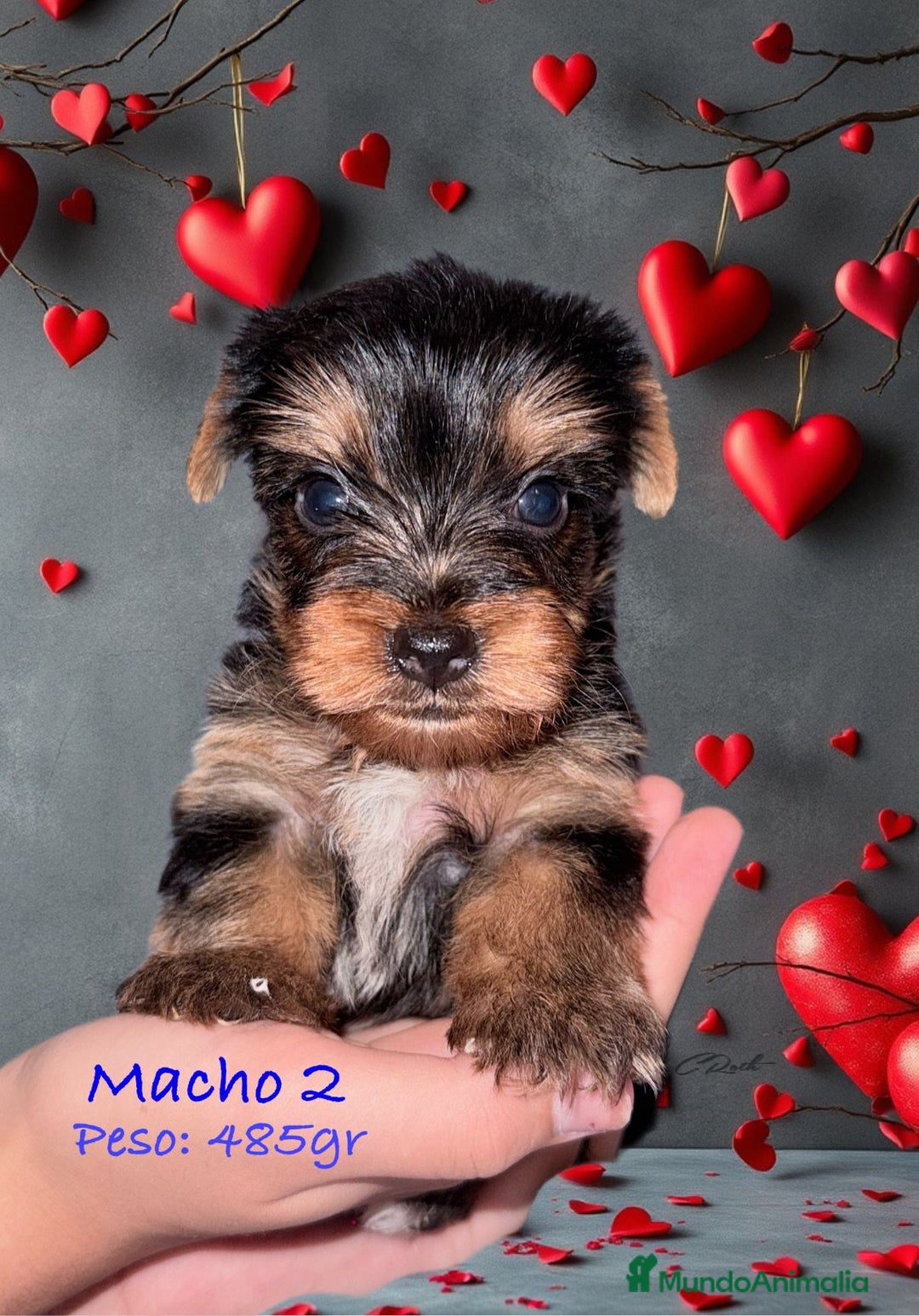 Yorkshire Terrier perros en venta: Yorkshire  - Imagen 7