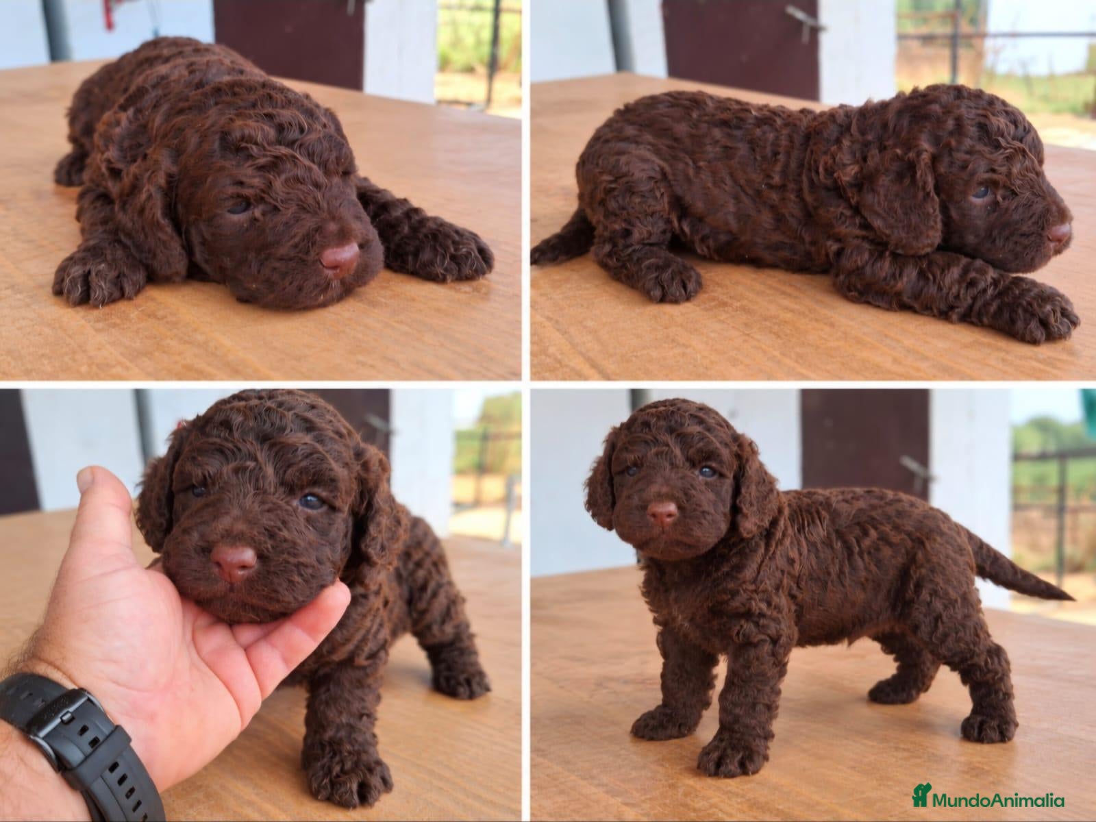 Perro de Agua Español perros Perro de agua chocolate  - Anuncio 1