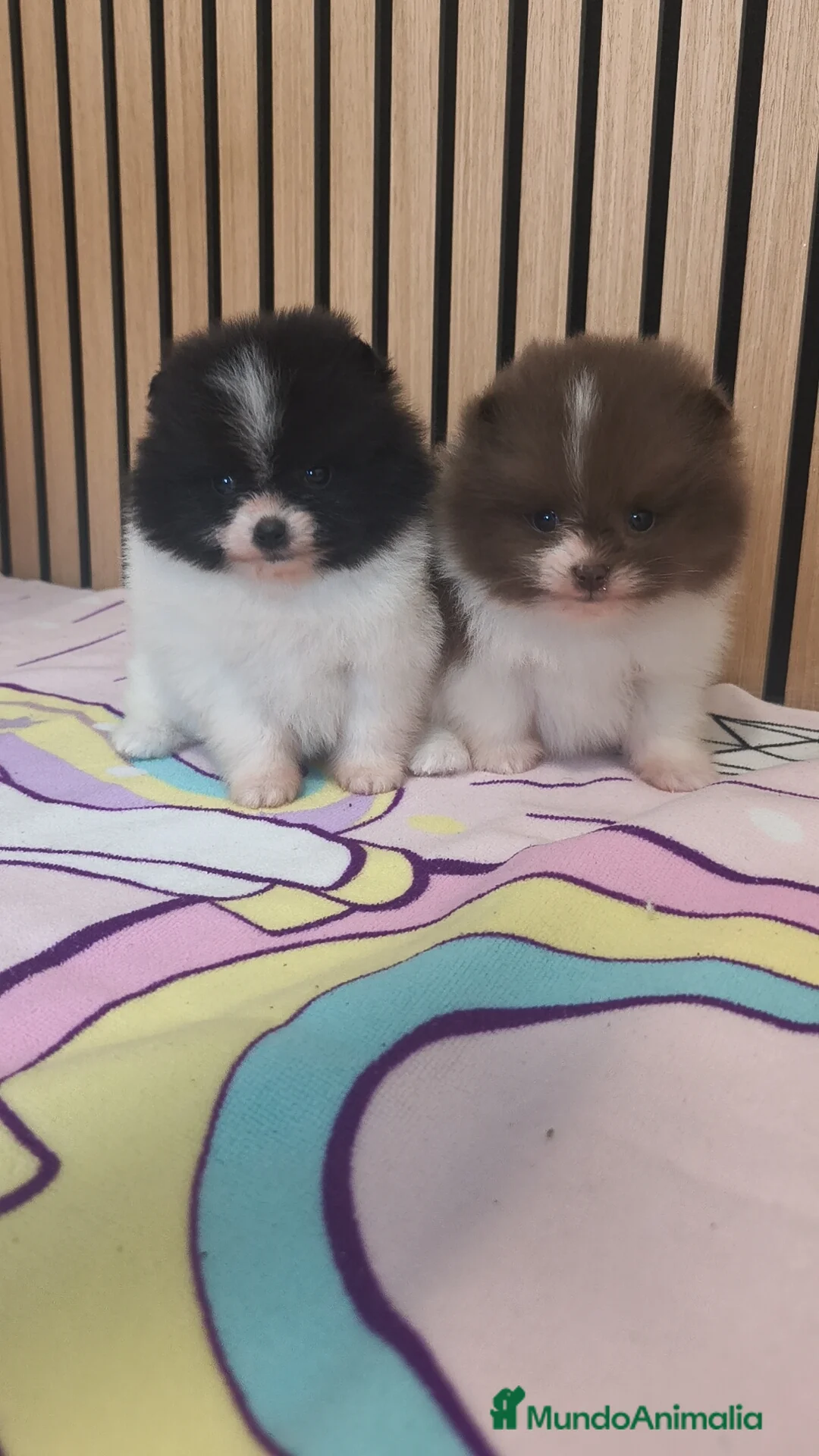 Pomerania perros en venta: Pomerania TOY Party ♀️♂️ - Anuncio 5