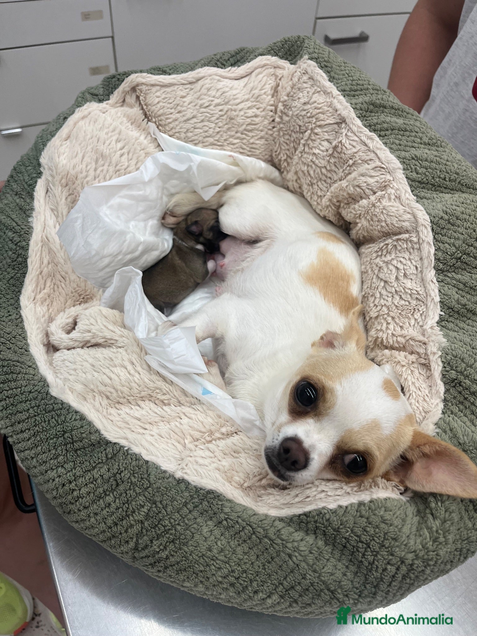 Chihuahua perros Chihuahua  - Anuncio 2