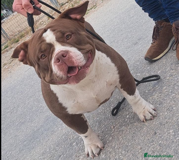 American Bully perros American bully miccro - Anuncio 5