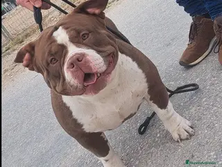 American Bully perros American bully miccro - Anuncio 5