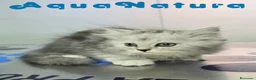 Persa gatos en venta: Persa Chinchilla Macho 6793 AQUANATURA - Anuncio 3