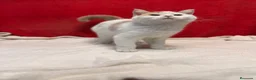 Británico de Pelo Corto gatos en venta: Soy Keko!!  - Anuncio 5