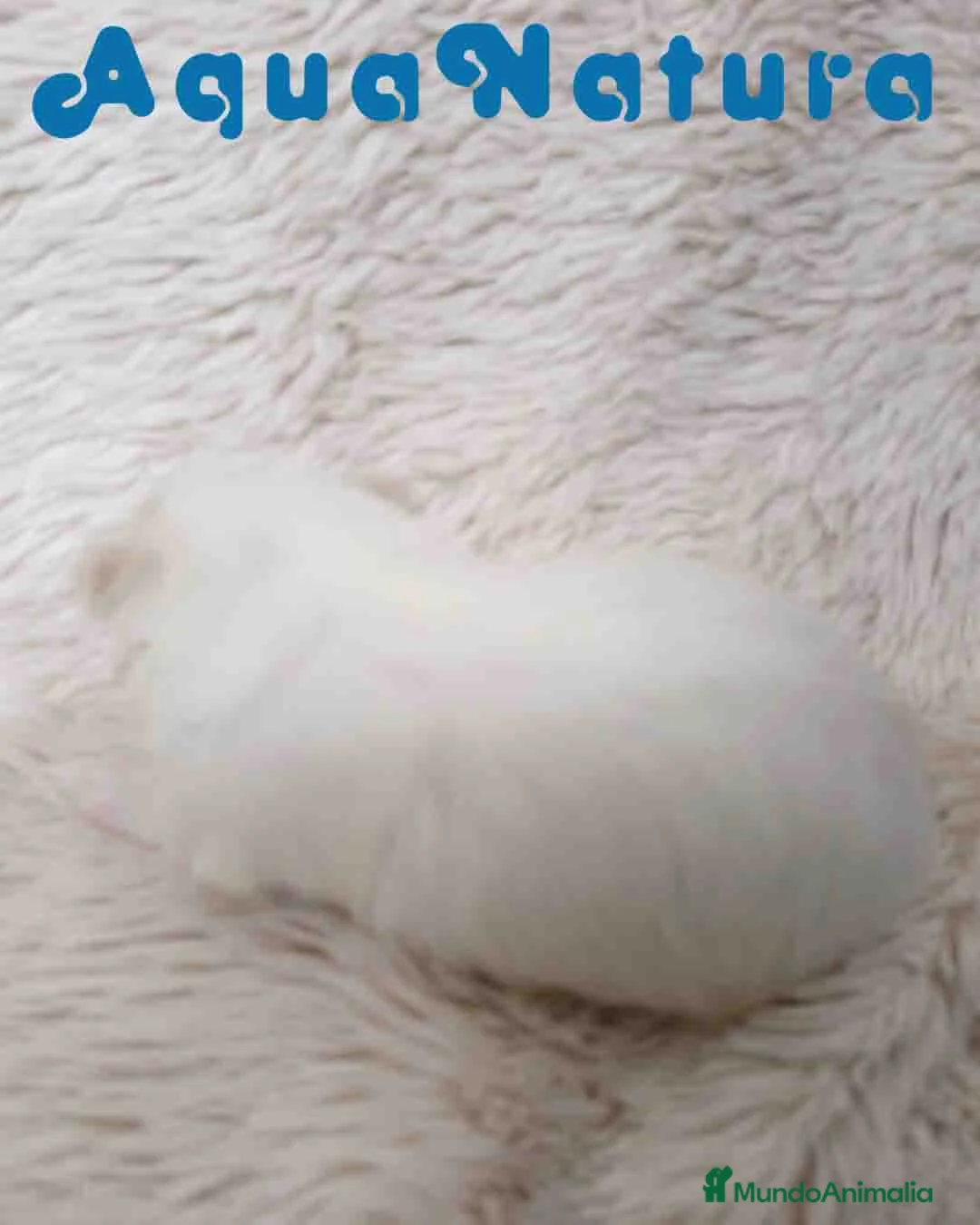Bichón Maltés perros en venta: Bichon Maltes Hembra de Cora y Boris AQUANATURA - Anuncio 4