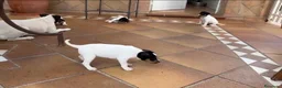 Ratonero Bodeguero Andaluz perros en venta: Impresionante bodeguero andaluz  - Anuncio 3