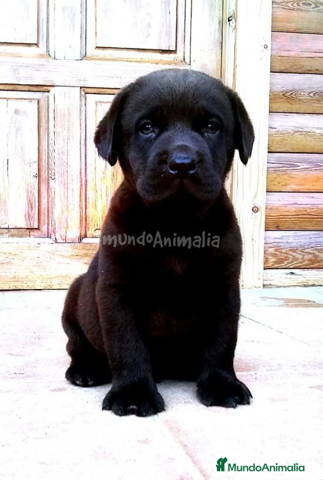 Imagen de galería {{count}}