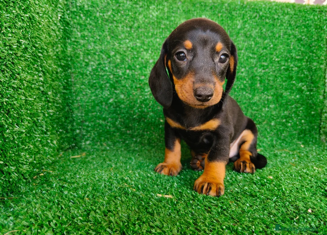 Teckel Miniatura perros en venta: Teckel miniatura  - Anuncio 2