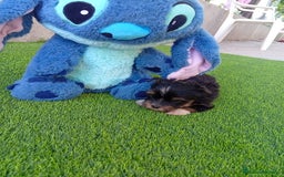 Biewer Yorkshire Terrier a la Pom Pon perros en venta: OPORTUNIDAD VERANO - Imagen 3
