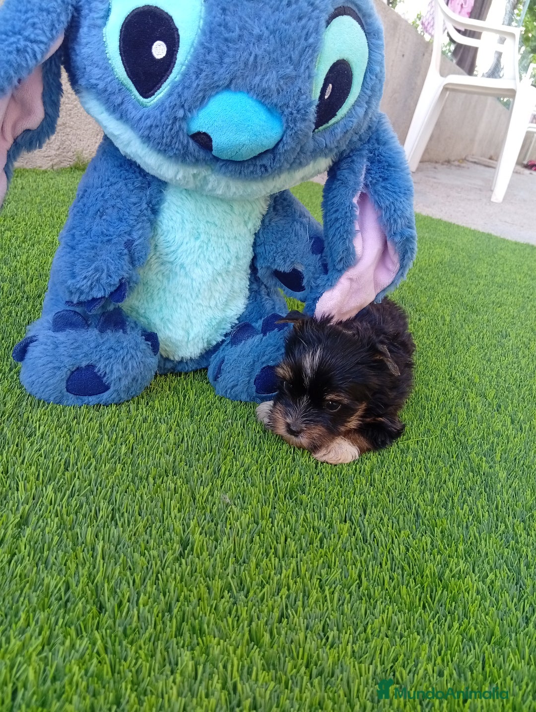 Biewer Yorkshire Terrier a la Pom Pon perros en venta: OPORTUNIDAD VERANO - Imagen 3
