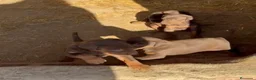 Dobermann perros en venta: Hembra y macho de Doberman chocolate  - Anuncio 2