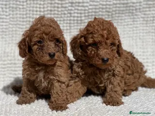 Caniche Toy perros PRECIOSO EJEMPLAR DE CANICHE TOY ROJO - Anuncio 6