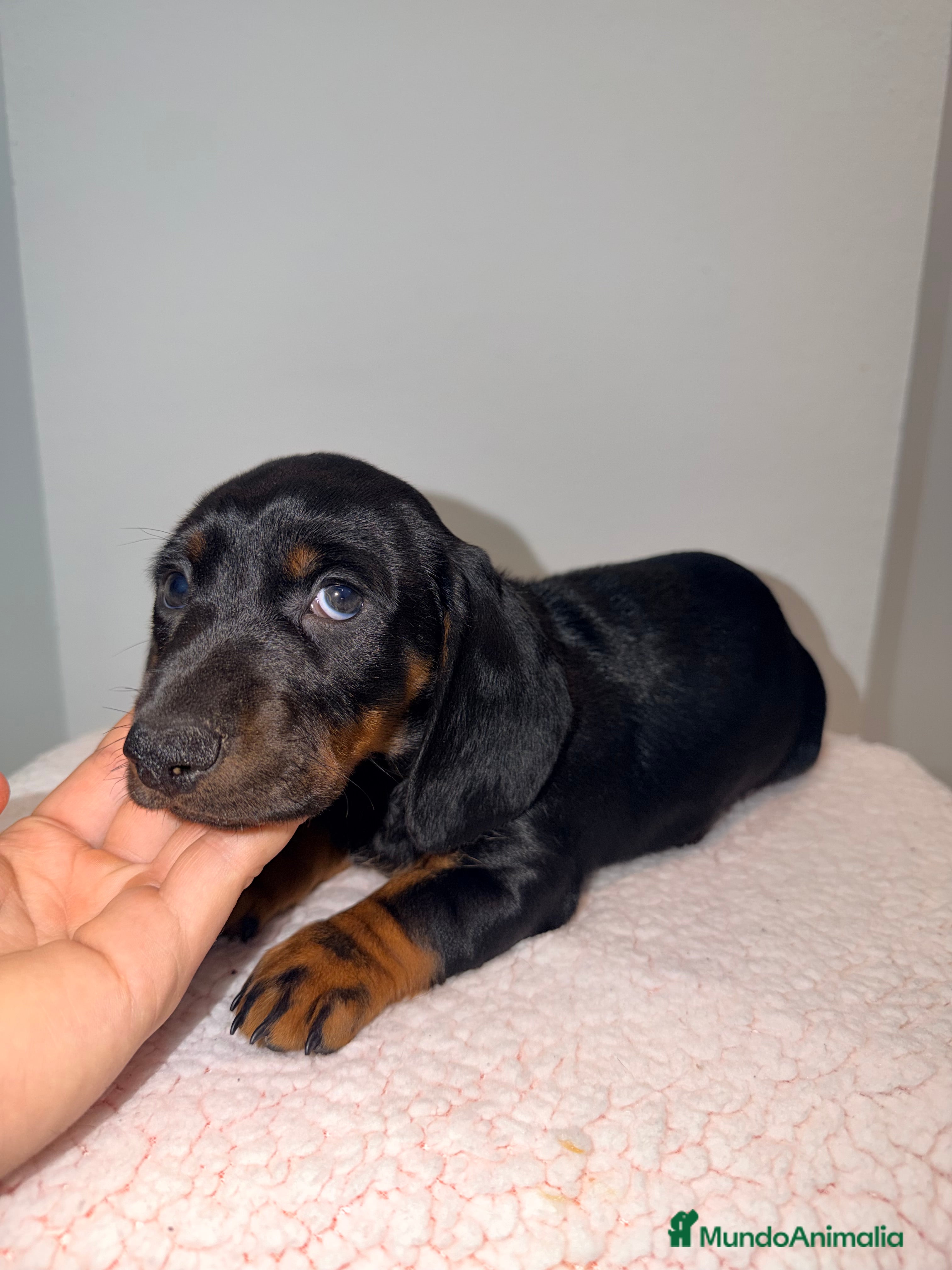 Teckel Miniatura perros Teckel negro fuego  - Anuncio 2