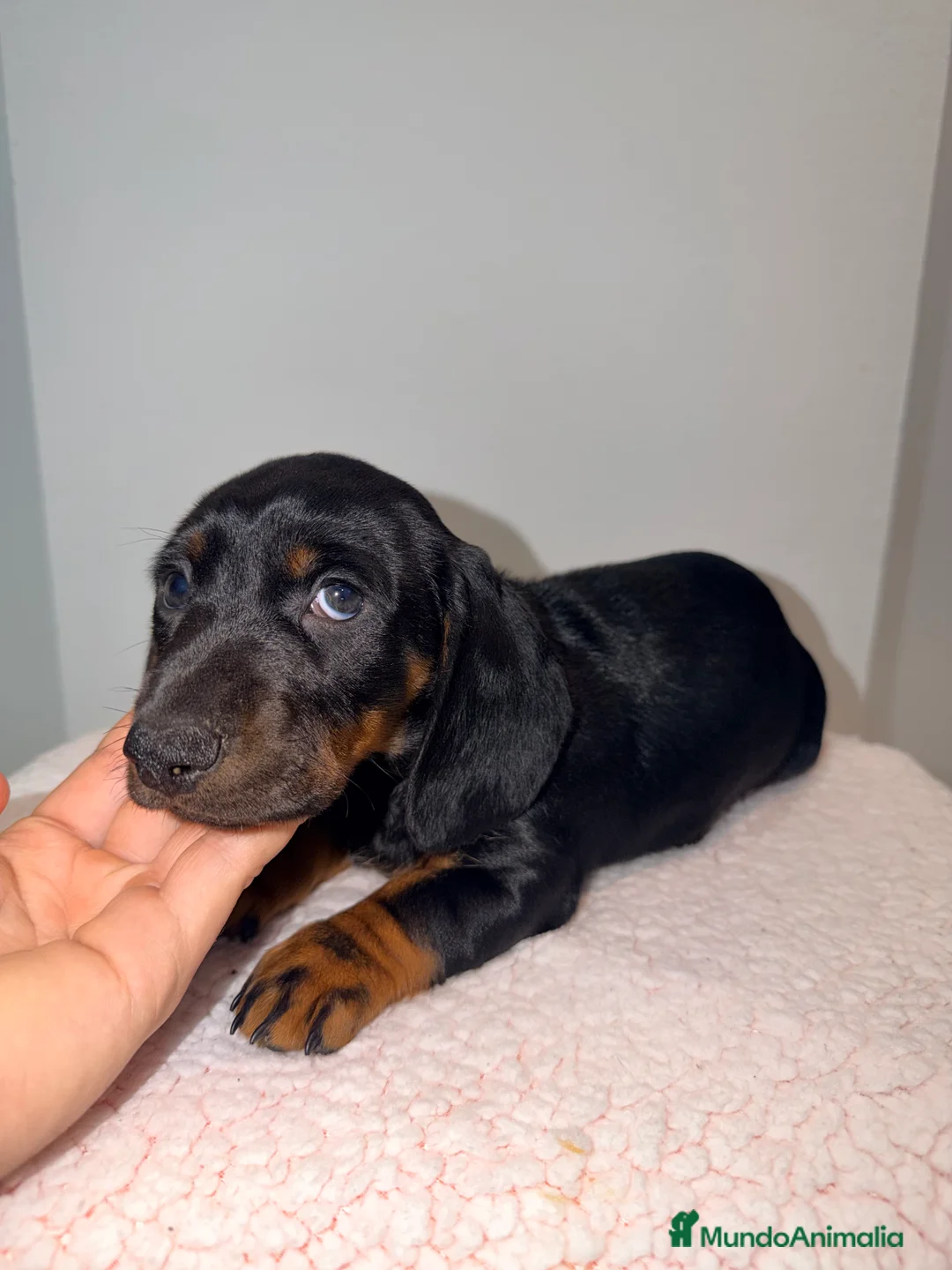 Teckel Miniatura perros en venta: Teckel negro fuego  - Anuncio 2