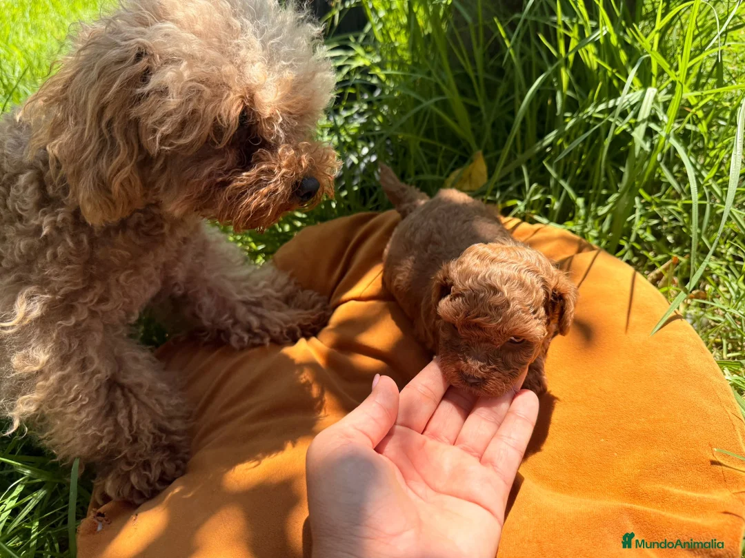 Caniche Toy perros en venta: Caniche toy - Anuncio 8