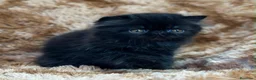 Persa gatos en venta: Persa puro negrito. - Anuncio 4