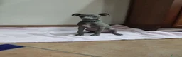 Pequeño Lebrel Italiano perros en venta: Cachorro de lebrel italiano  - Anuncio 8