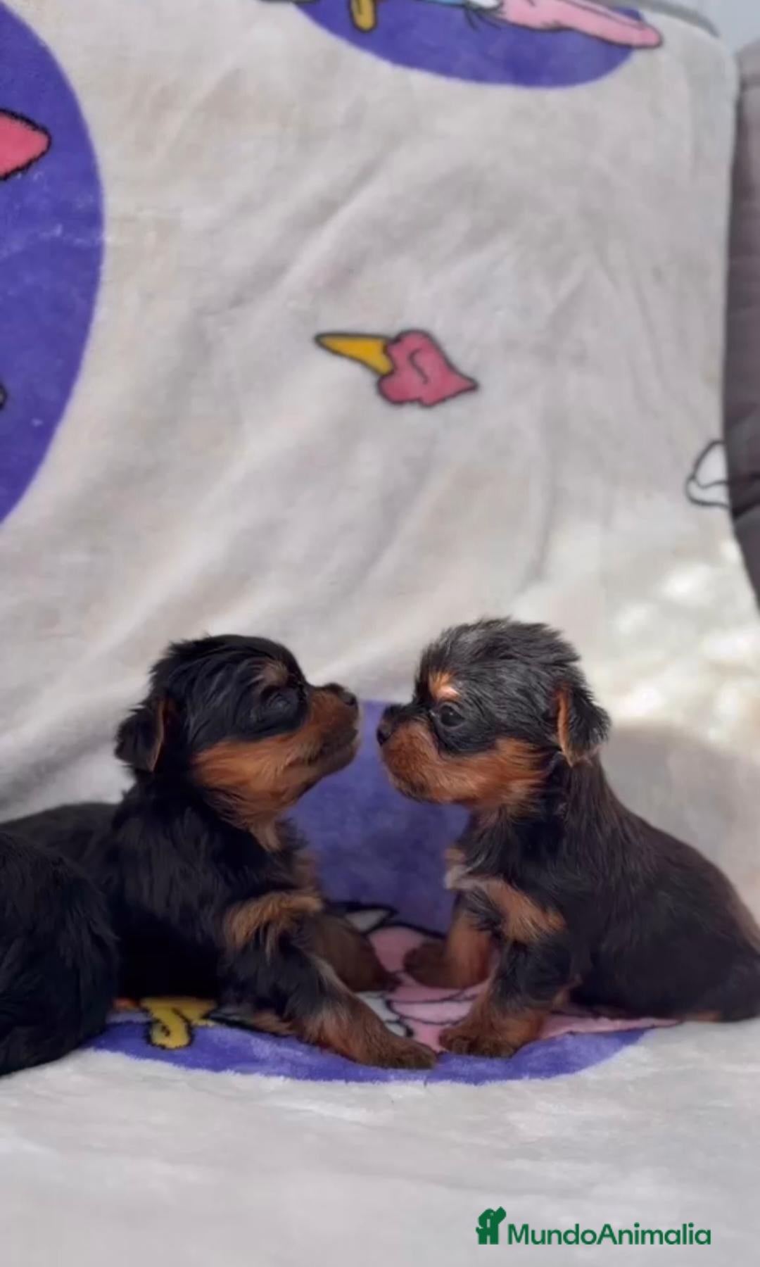 Yorkshire Terrier perros YORKSHIRE  - Anuncio 2