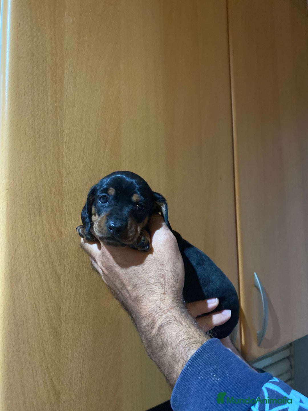 Teckel Miniatura perros en venta: Teckel kanichen - Anuncio 7