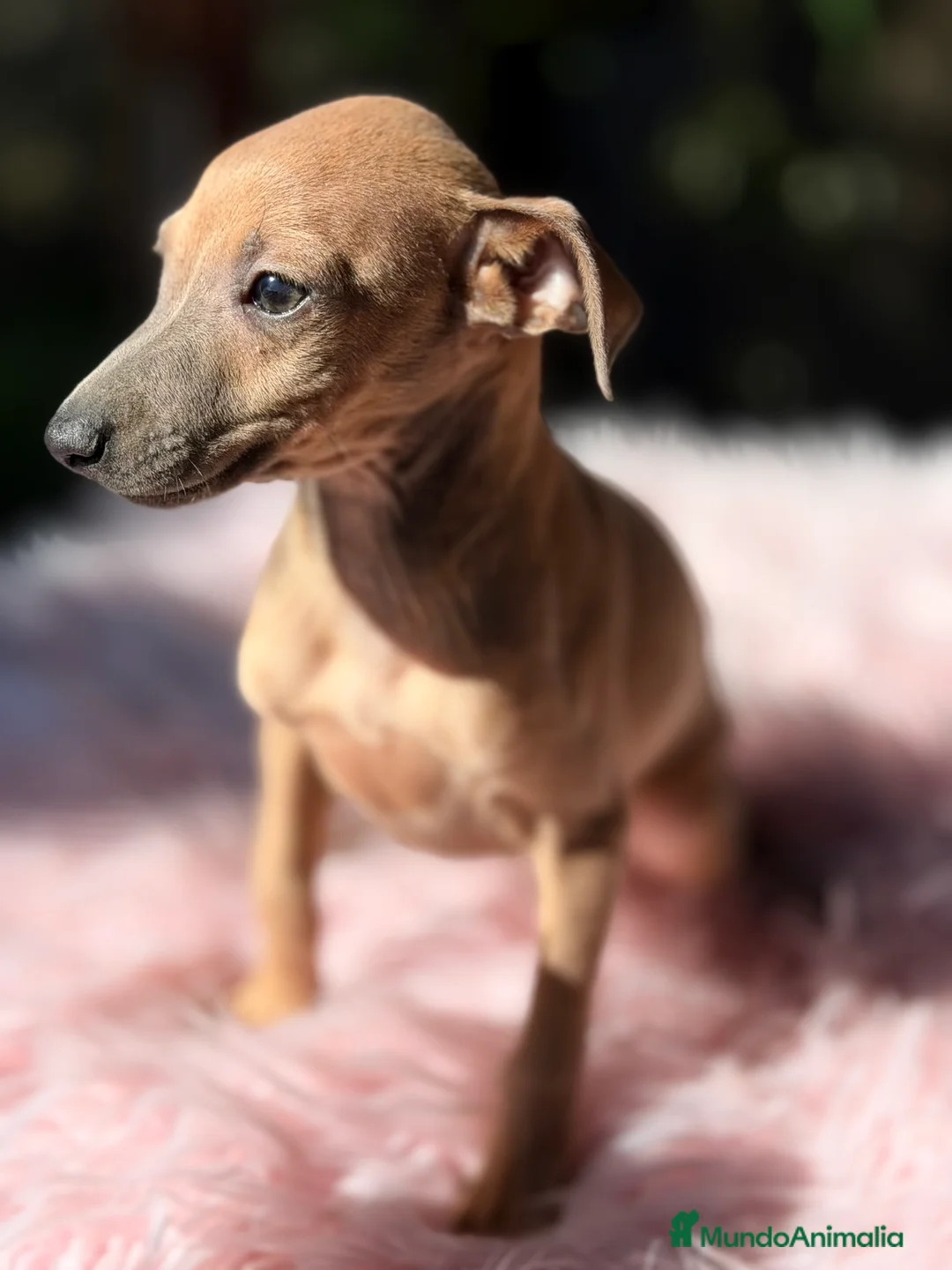 Pequeño Lebrel Italiano perros en venta: Piccolo Isabella  - Anuncio 6