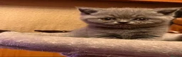 Británico de Pelo Corto gatos en venta: Gatitos British shorthair - Anuncio 8