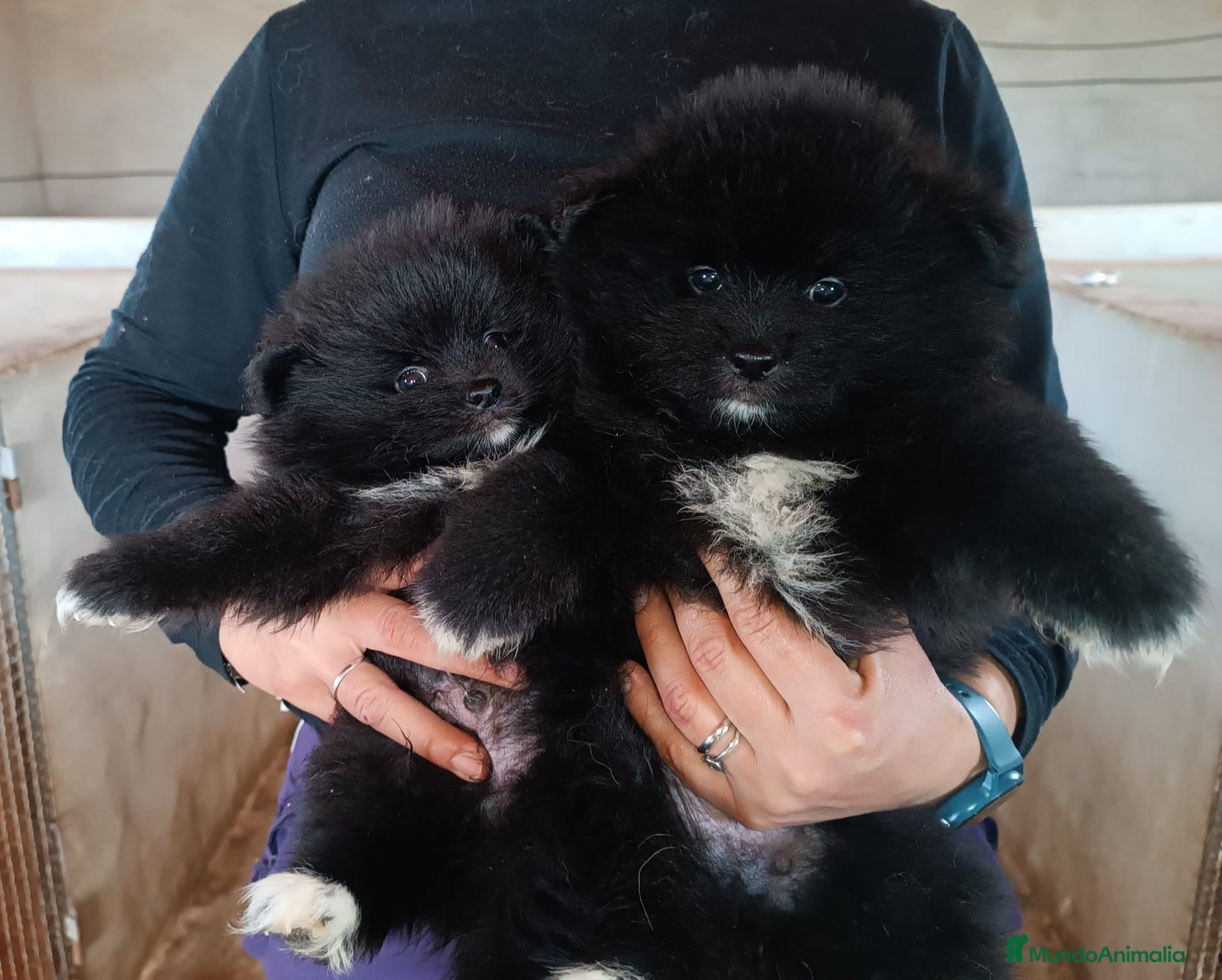 Pomerania perros POMERANIAS MACHITOS  - Anuncio 27
