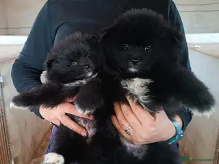 Pomerania perros POMERANIAS MACHITOS - Anuncio 27