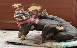Bulldog Francés perros en venta: Lilac an tan hembra  - Imagen 4