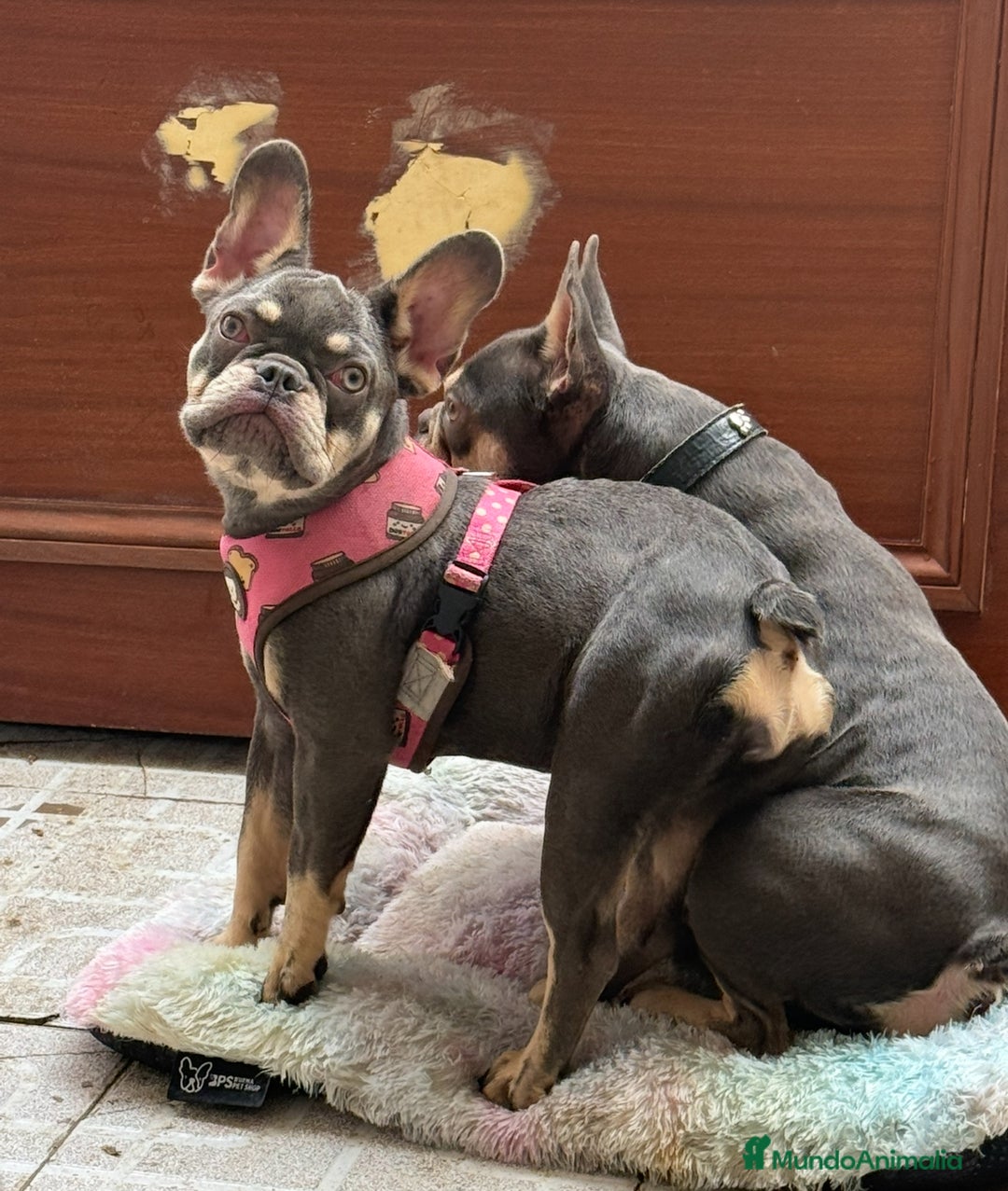 Bulldog Francés perros en venta: Lilac an tan hembra  - Imagen 4