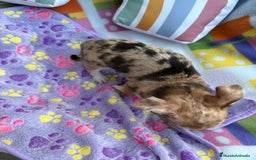 Chihuahua perros en venta: Chihuahua Machito merle toy - Imagen 19