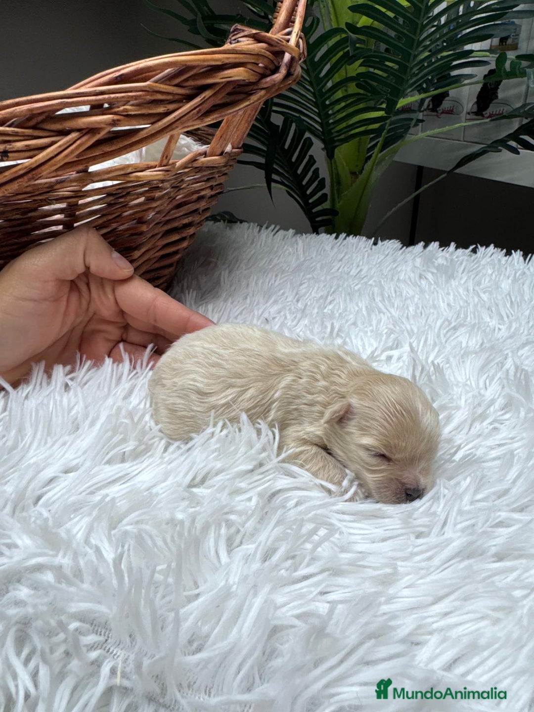 Maltipoo perros en venta: MALTIPOO HEMBRA - Anuncio 10
