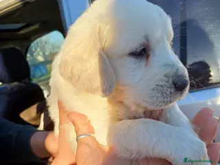 Golden Retriever perros Espectacular camada de golden retriever - Anuncio 1